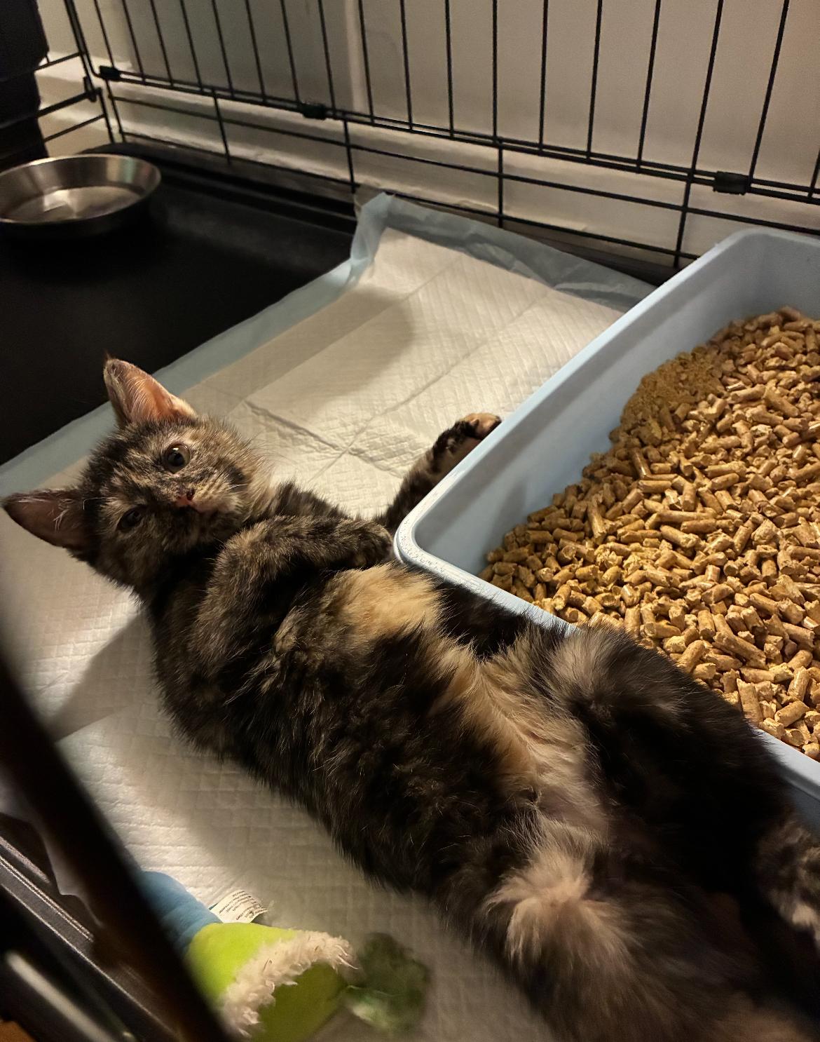 Chevy, a ADOPTABLE Domestic Short Hair in Brooklyn, NY image 4/6