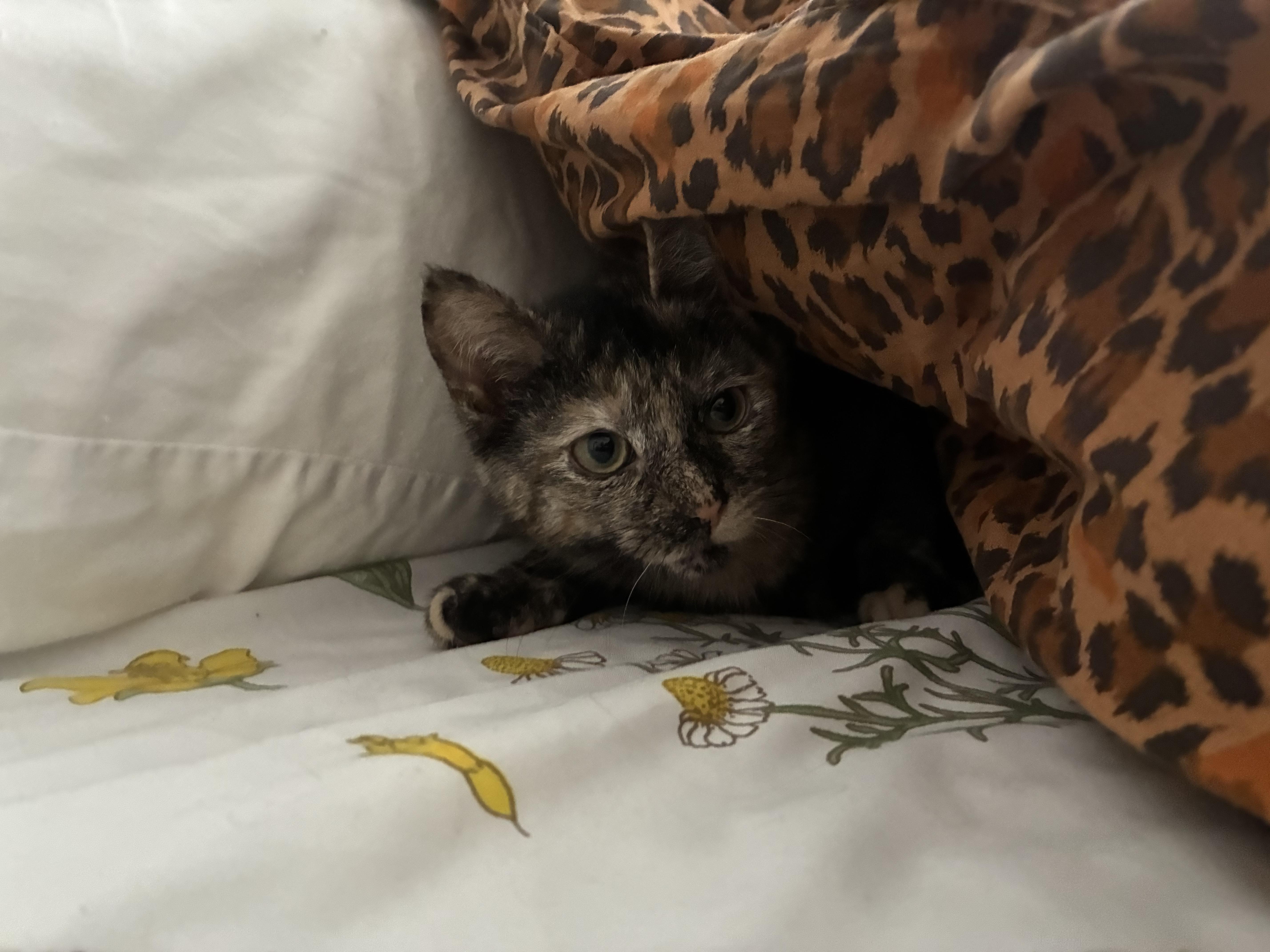 Chevy, a ADOPTABLE Domestic Short Hair in Brooklyn, NY image 3/6