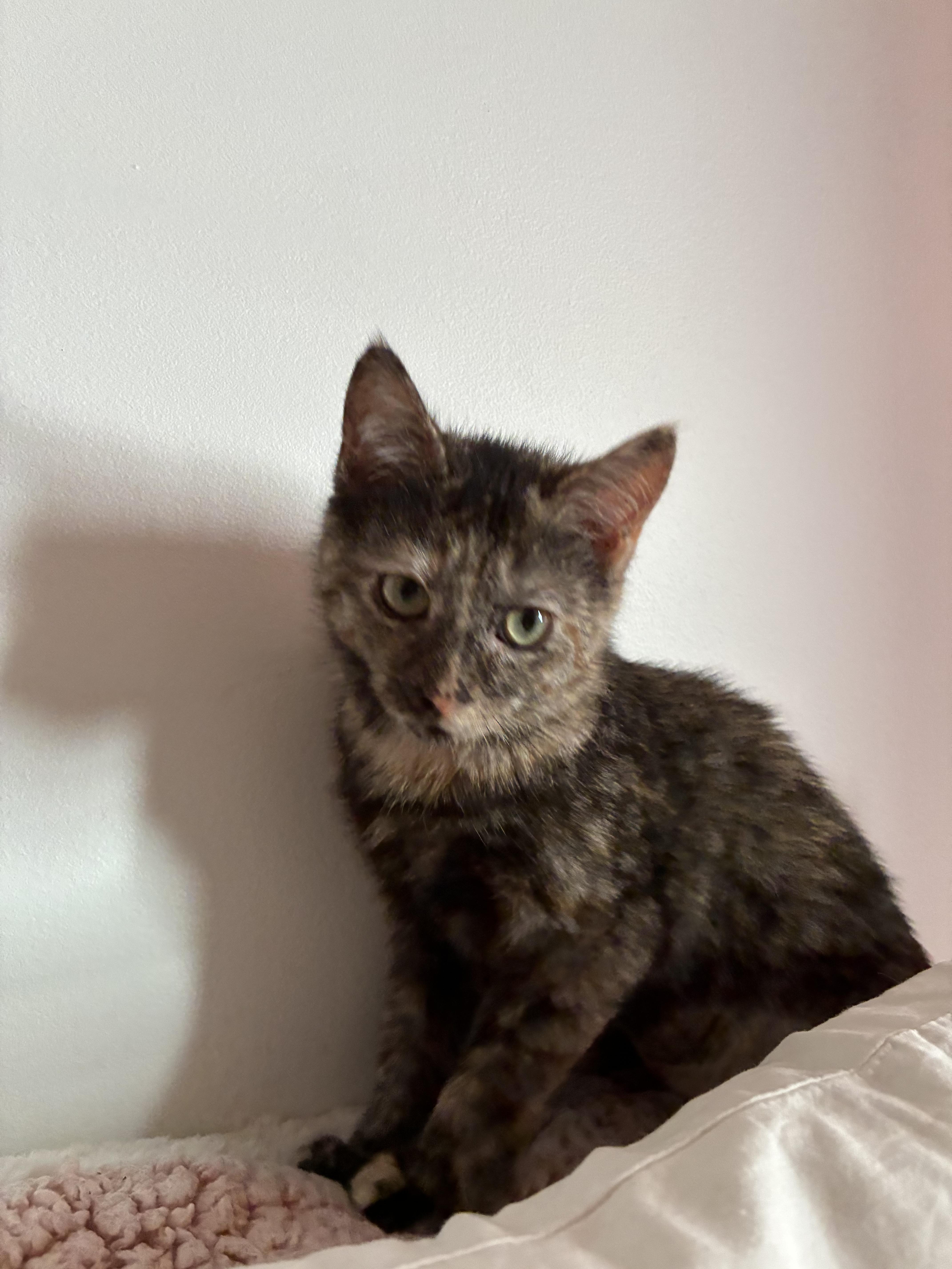 Chevy, a ADOPTABLE Domestic Short Hair in Brooklyn, NY image 1/6