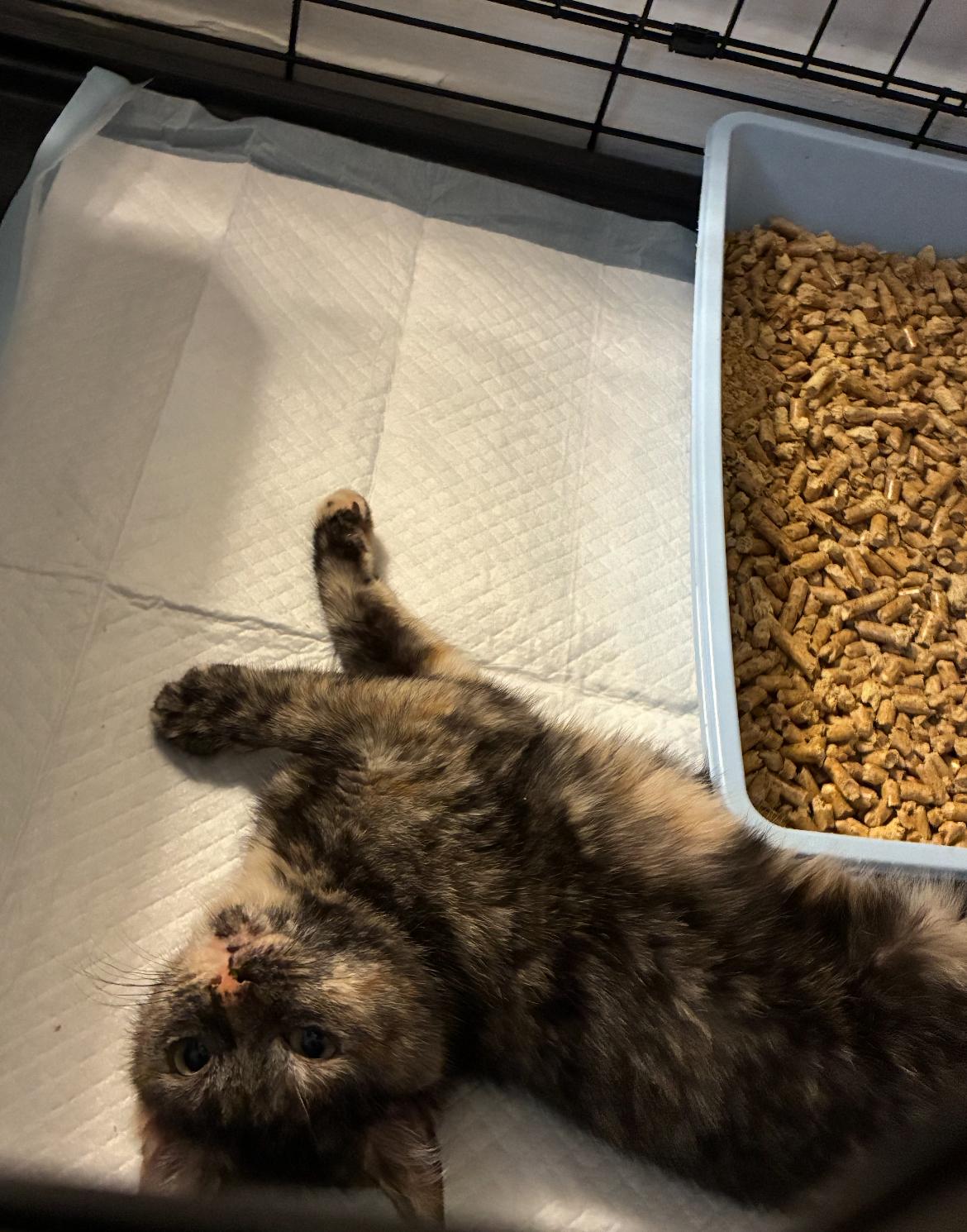 Chevy, a ADOPTABLE Domestic Short Hair in Brooklyn, NY image 6/6