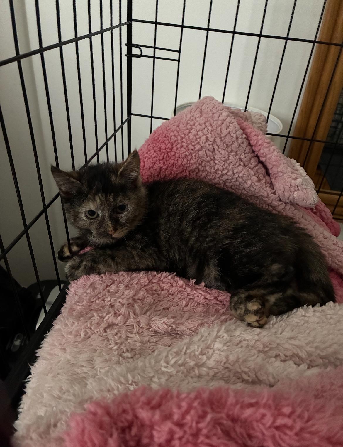 Chevy, a ADOPTABLE Domestic Short Hair in Brooklyn, NY image 5/6