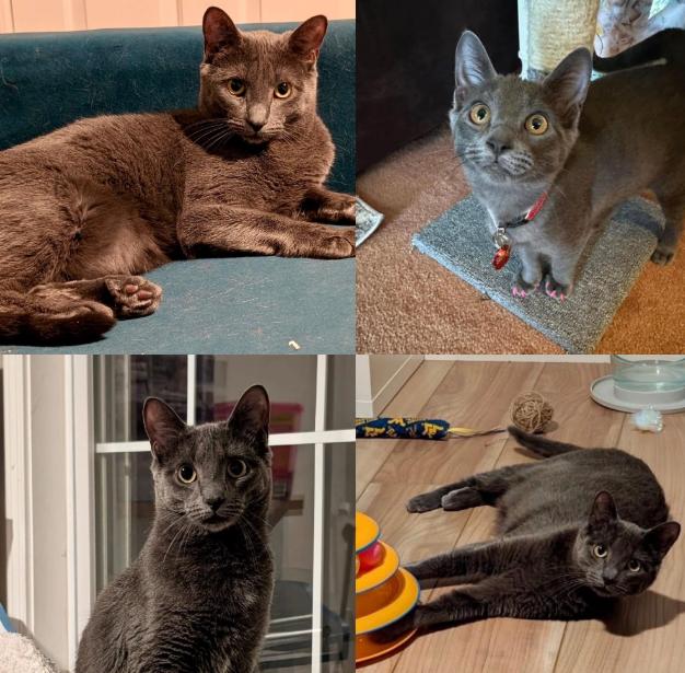 STORMI, Adoptable, Young Female American Shorthair.