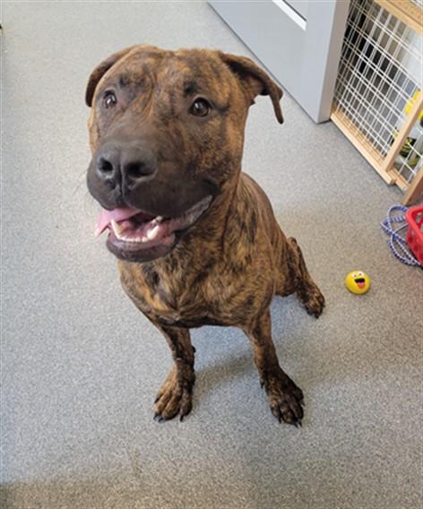 Enlarge BRUNO, a Adoptable Pit Bull Terrier in Toledo, OH image 1/1