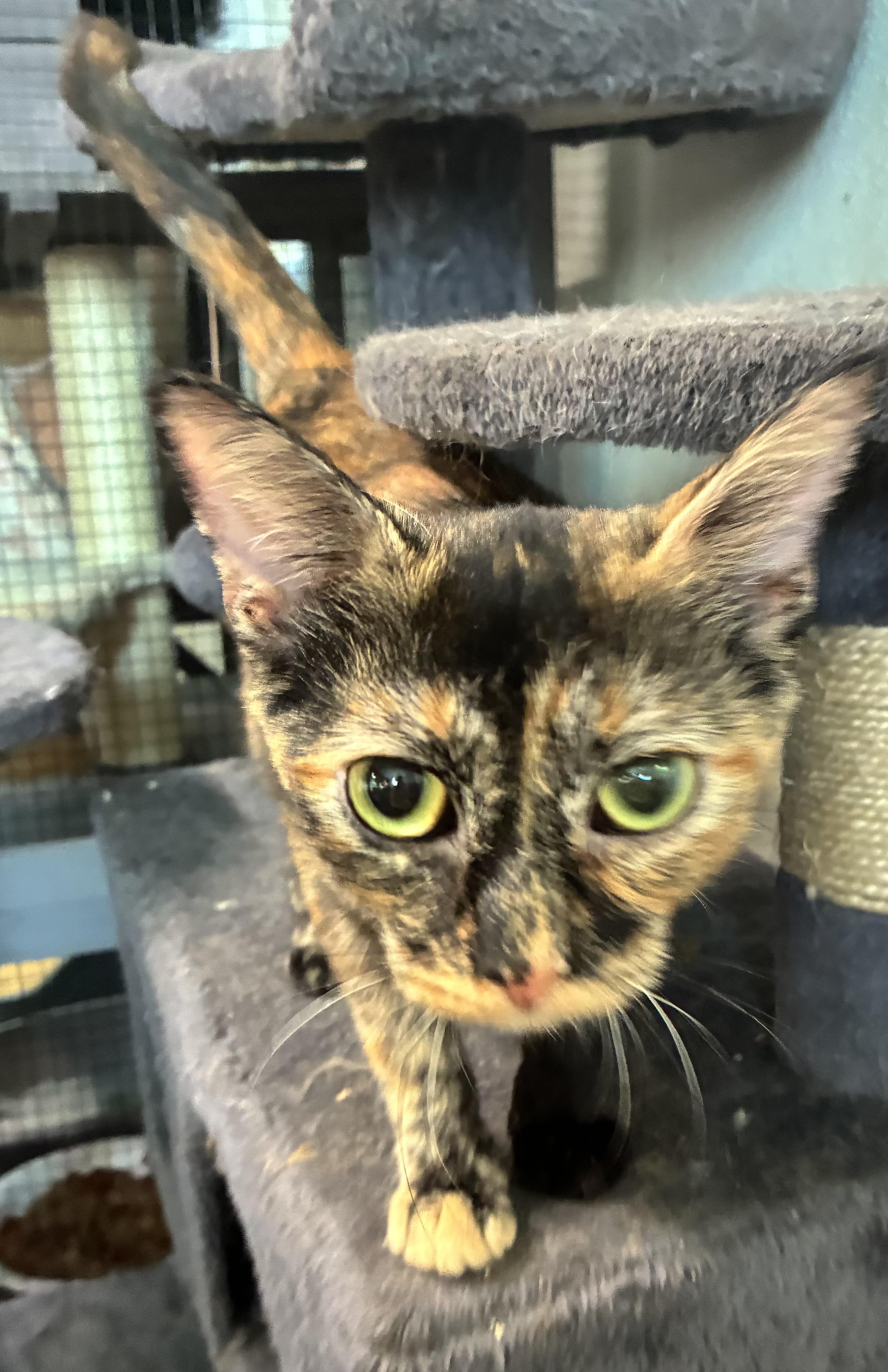 Brie, Adoptable, Adult Female Tortoiseshell.