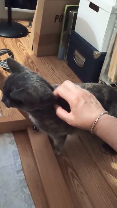 Enlarge Snickers, a ADOPTABLE Dilute Tortoiseshell in Medford, MA video 4/4