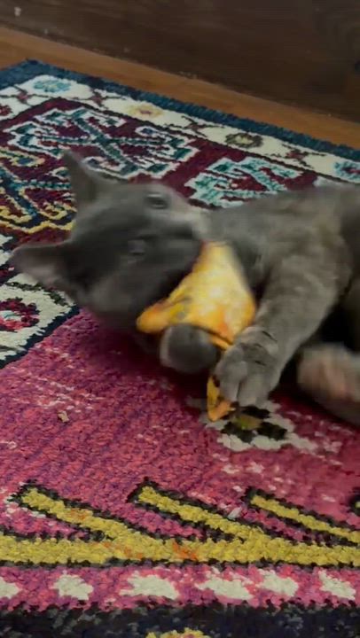 Enlarge Snickers, a ADOPTABLE Dilute Tortoiseshell in Medford, MA video 2/4