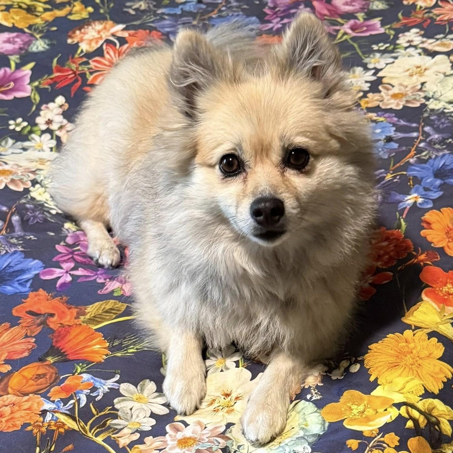 Enlarge Arya, an adopted Pomeranian in Cherry Hill, NJ image 1/6
