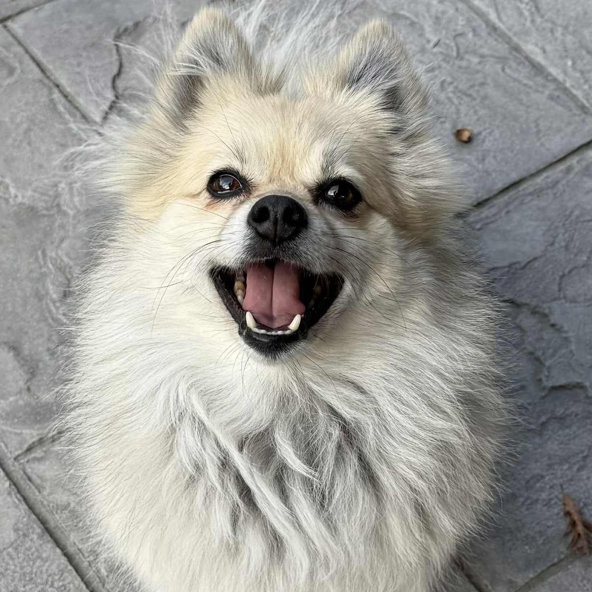 Enlarge Arya, an adopted Pomeranian in Cherry Hill, NJ image 2/6