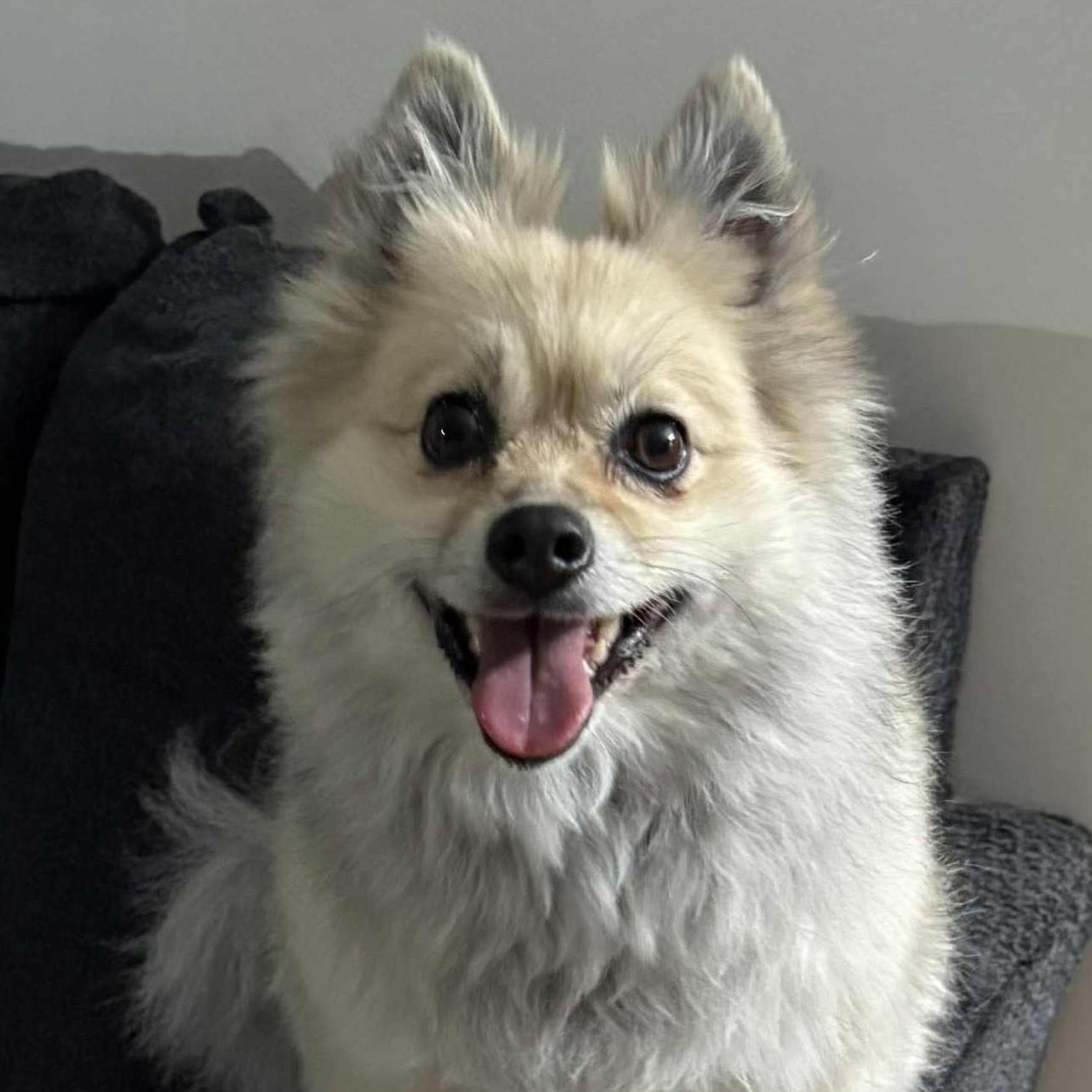 Enlarge Arya, an adopted Pomeranian in Cherry Hill, NJ image 3/6