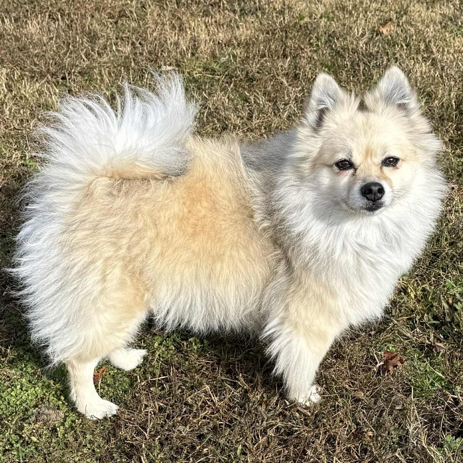 Enlarge Arya, an adopted Pomeranian in Cherry Hill, NJ image 4/6
