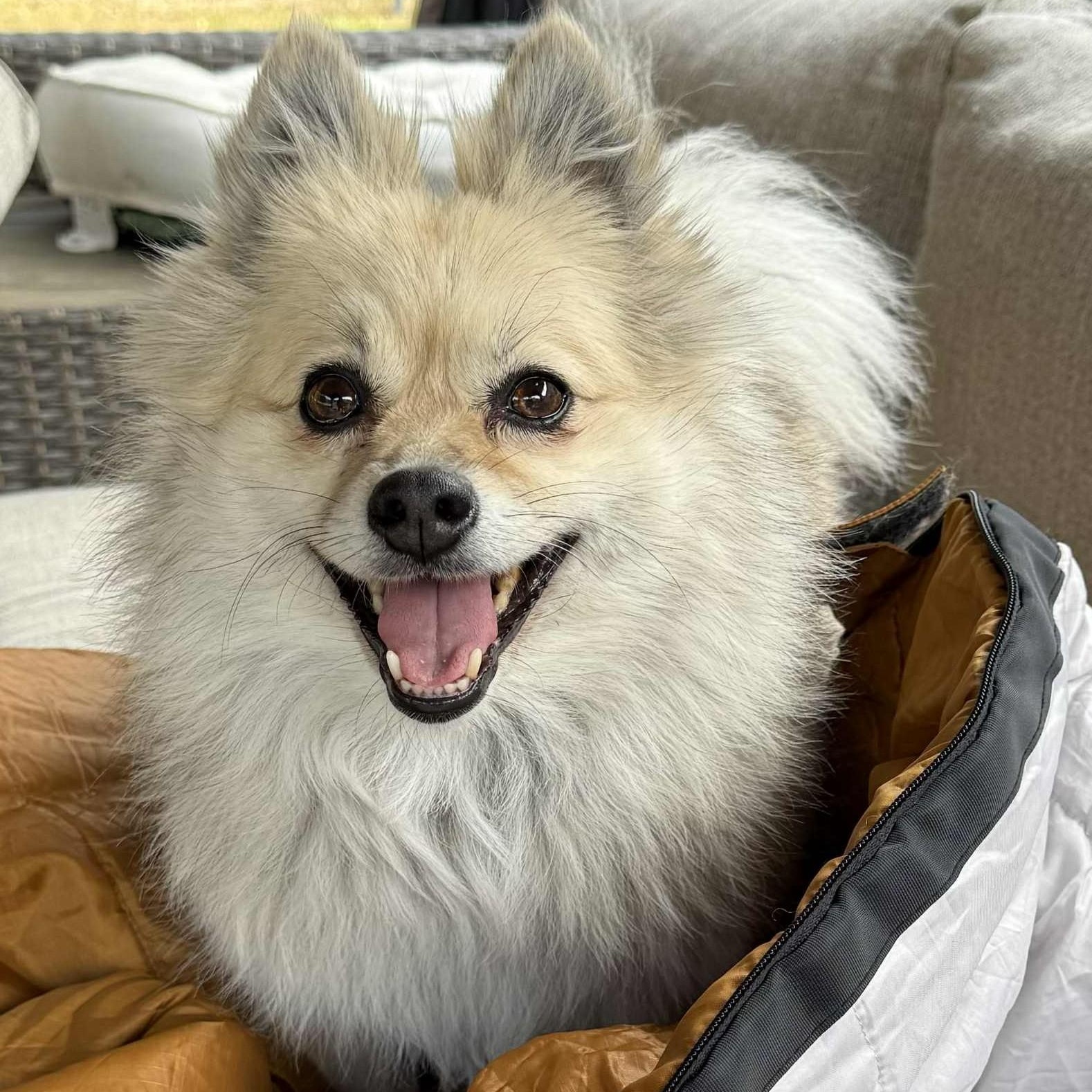 Enlarge Arya, an adopted Pomeranian in Cherry Hill, NJ image 5/6