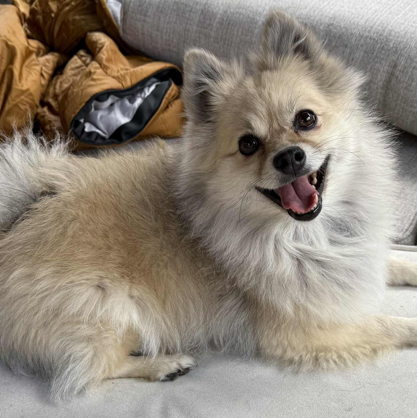 Enlarge Arya, an adopted Pomeranian in Cherry Hill, NJ image 6/6