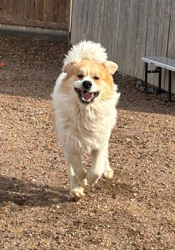 Sam, a Adoptable mixed breed in Windsor, CO image 1/5