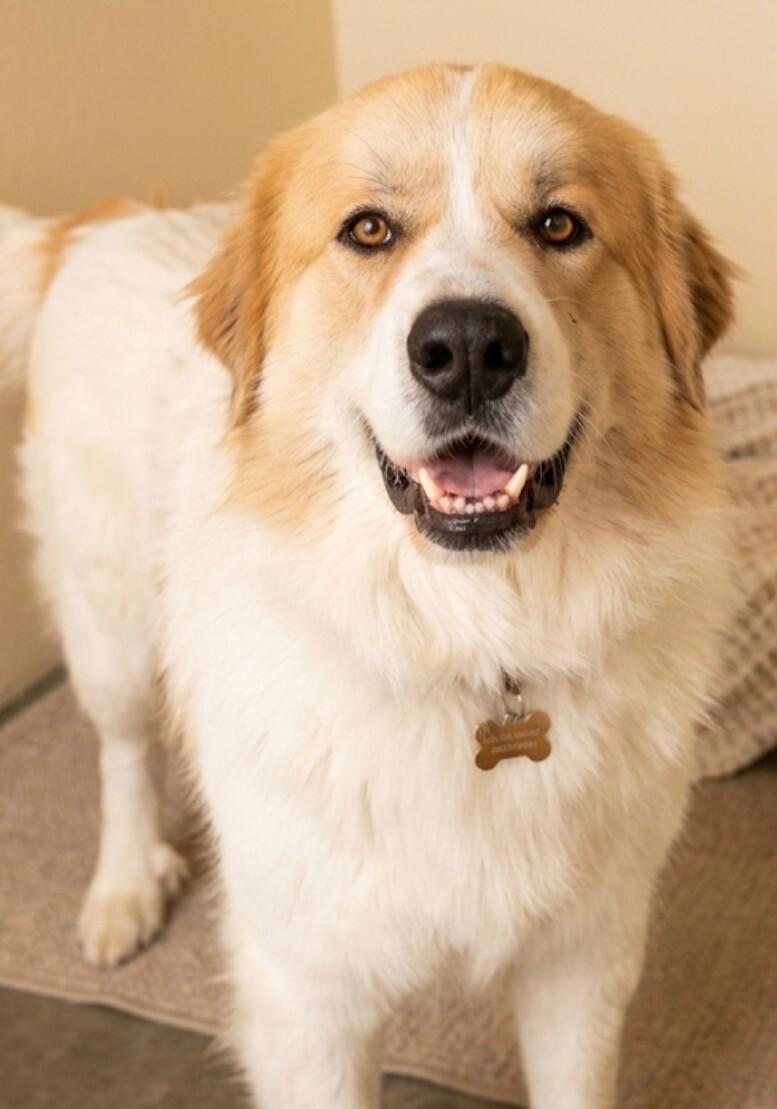 Sam, a Adoptable mixed breed in Windsor, CO image 2/5