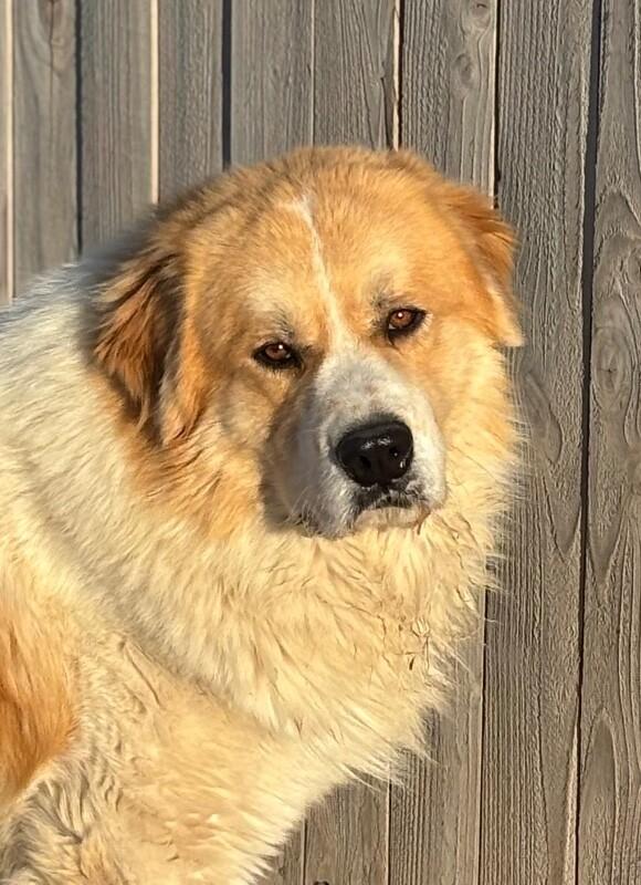 Sam, a Adoptable mixed breed in Windsor, CO image 4/5