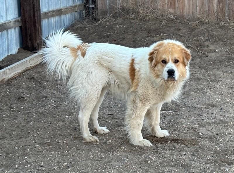 Sam, a Adoptable mixed breed in Windsor, CO image 5/5