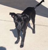 Enlarge Drake, a Adoptable mixed breed in Commerce, TX image 2/3