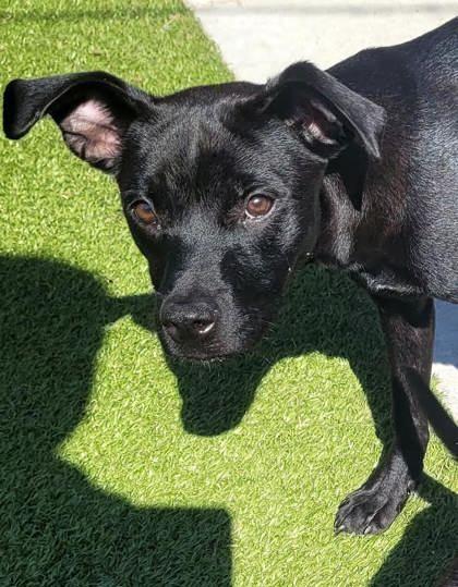 Enlarge Drake, a Adoptable mixed breed in Commerce, TX image 1/3