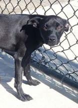 Enlarge Drake, a Adoptable mixed breed in Commerce, TX image 3/3