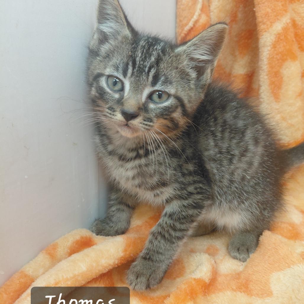 Enlarge Thomas, a Adoptable Domestic Short Hair in New Tazewell, TN image 1/1