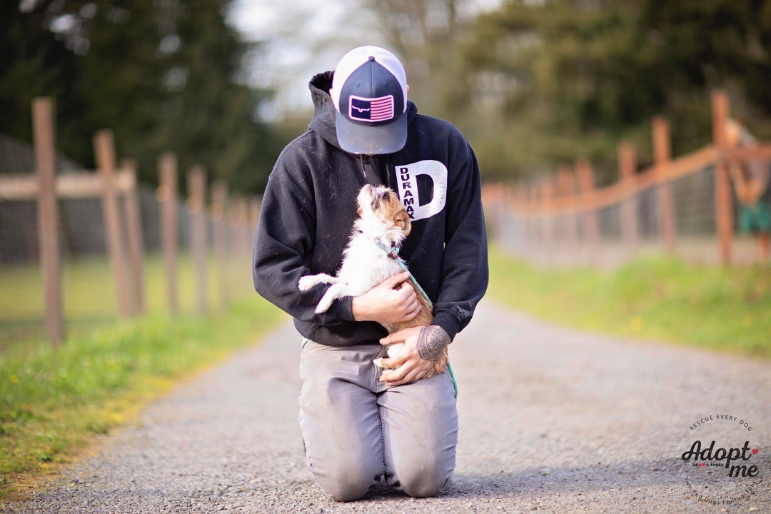 Enlarge Darby, a Adoptable mixed breed in Seattle, WA image 2/9