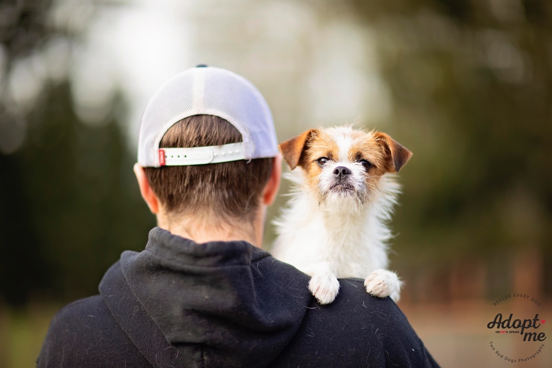 Enlarge Darby, a Adoptable mixed breed in Seattle, WA image 3/9