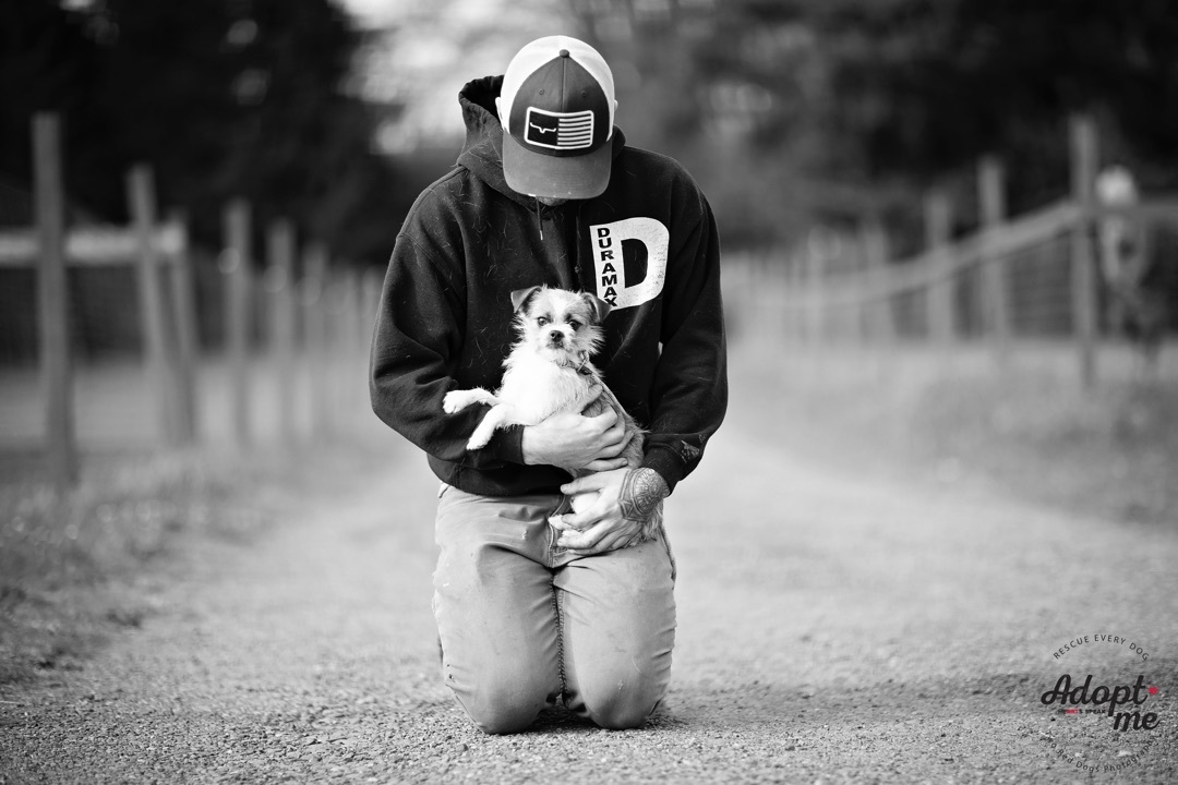 Enlarge Darby, a Adoptable mixed breed in Seattle, WA image 5/9