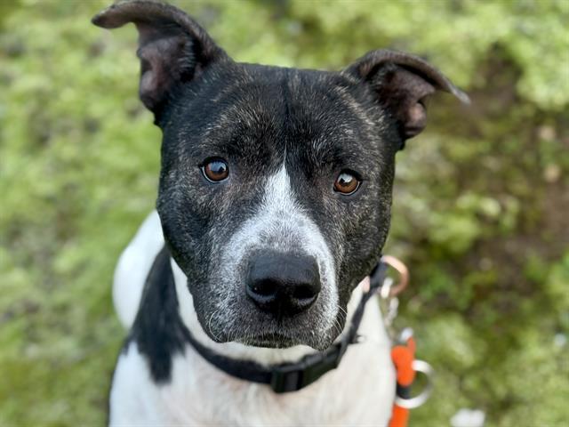 HOMER, Adoptable, Adult Male Pit Bull Terrier.