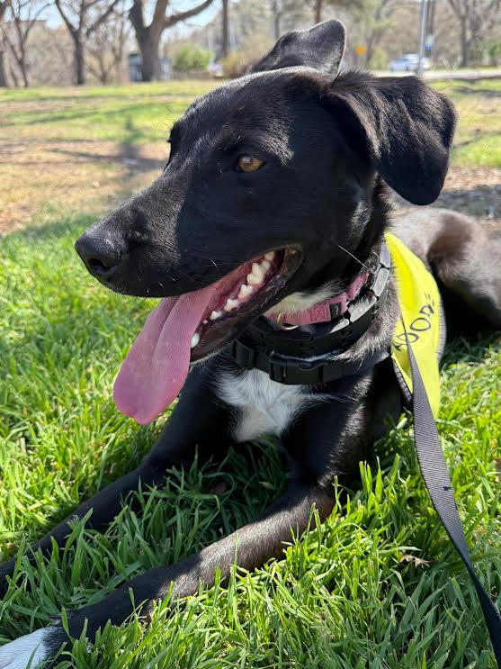 Daisy — thumbnail 4