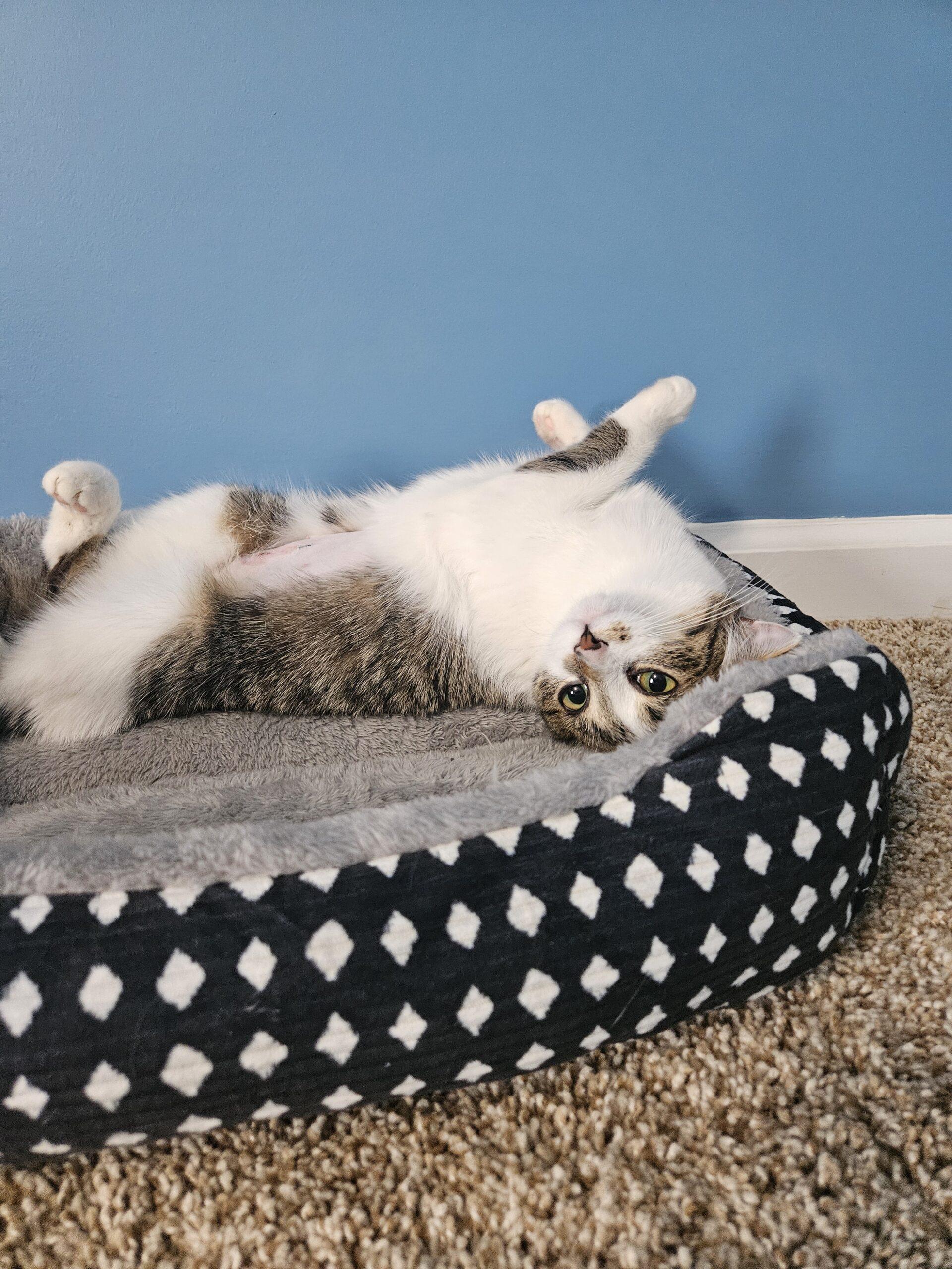 Enlarge Concha, a Adoptable Domestic Short Hair in Fishers, IN image 1/3