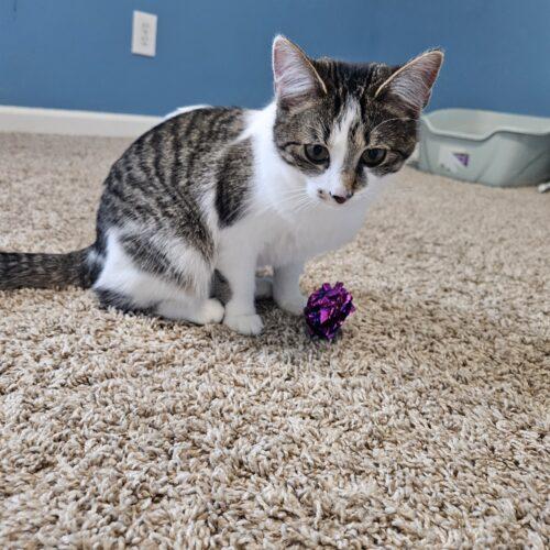 Concha, Adoptable, Young Female Domestic Short Hair.