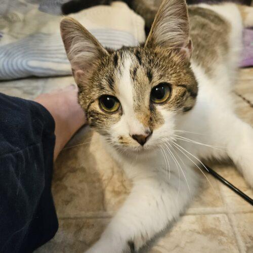 Enlarge Concha, a Adoptable Domestic Short Hair in Fishers, IN image 3/3