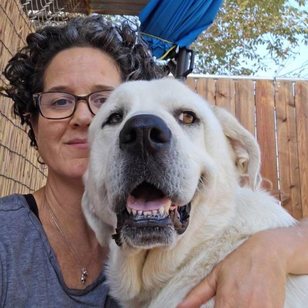 Margo, Adoptable, Adult Female Labrador Retriever.