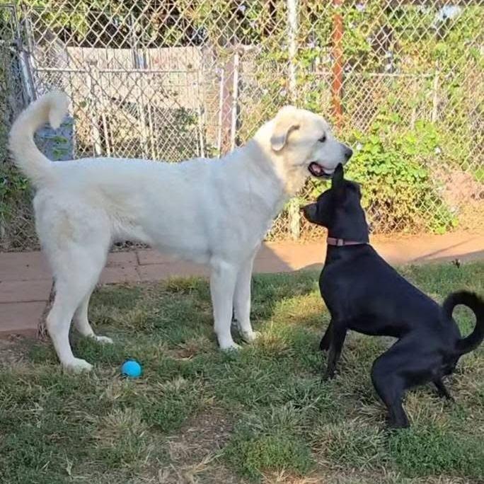 Enlarge Margo, a Adoptable Labrador Retriever in Duncan, OK image 2/5