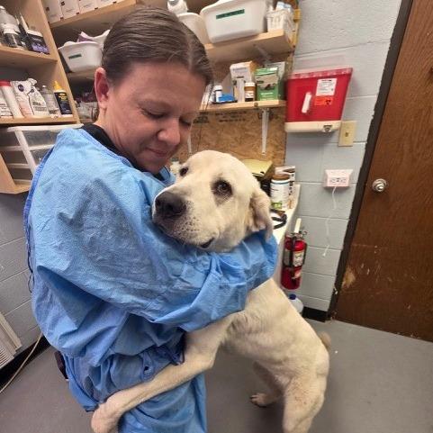 Enlarge Margo, a Adoptable Labrador Retriever in Duncan, OK image 3/5