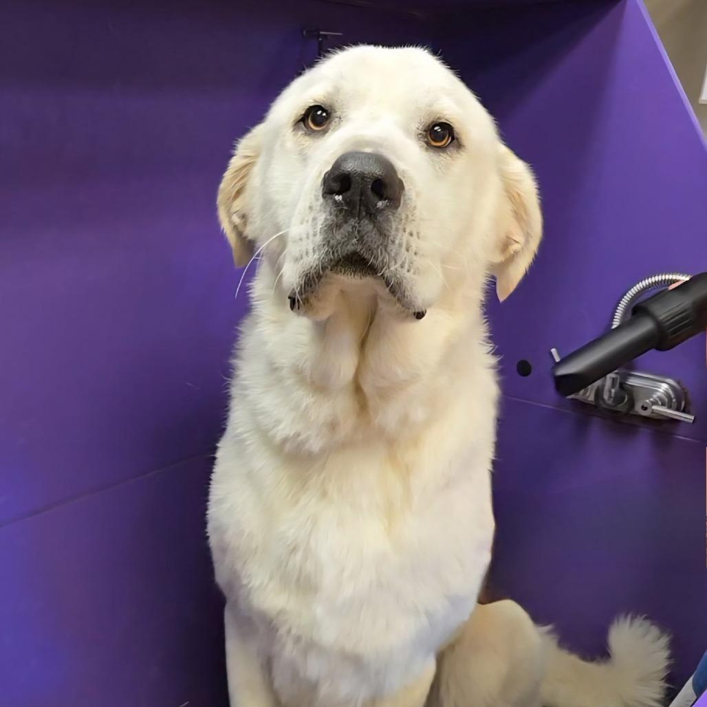 Enlarge Margo, a Adoptable Labrador Retriever in Duncan, OK image 5/5