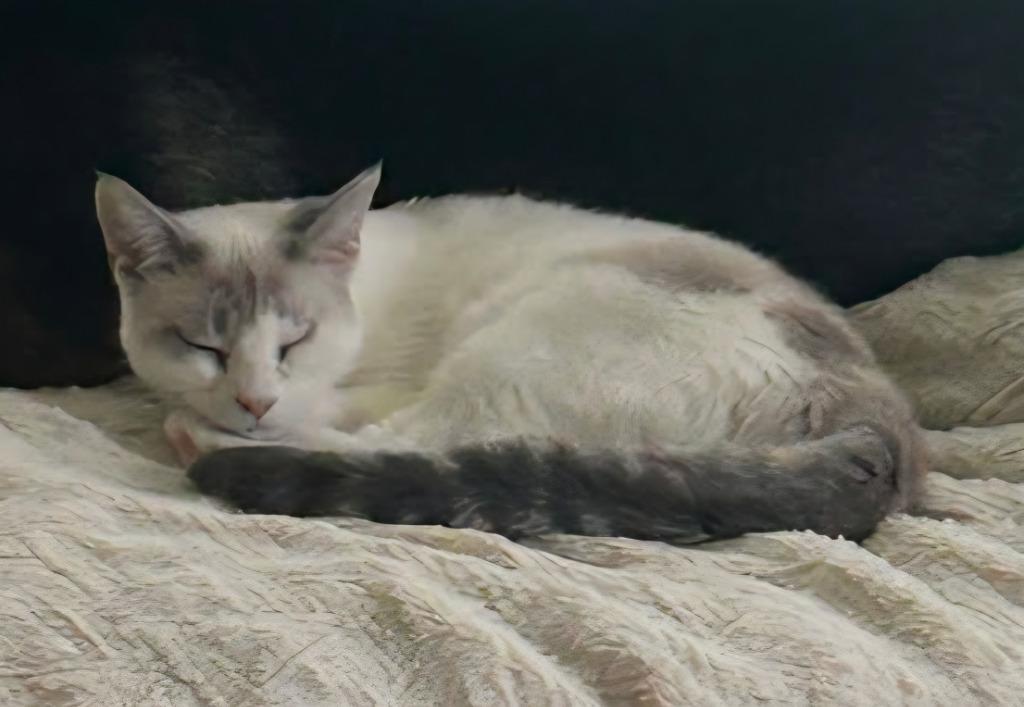 Enlarge Kimba, a Adoptable Snowshoe in Warren, MI image 1/6