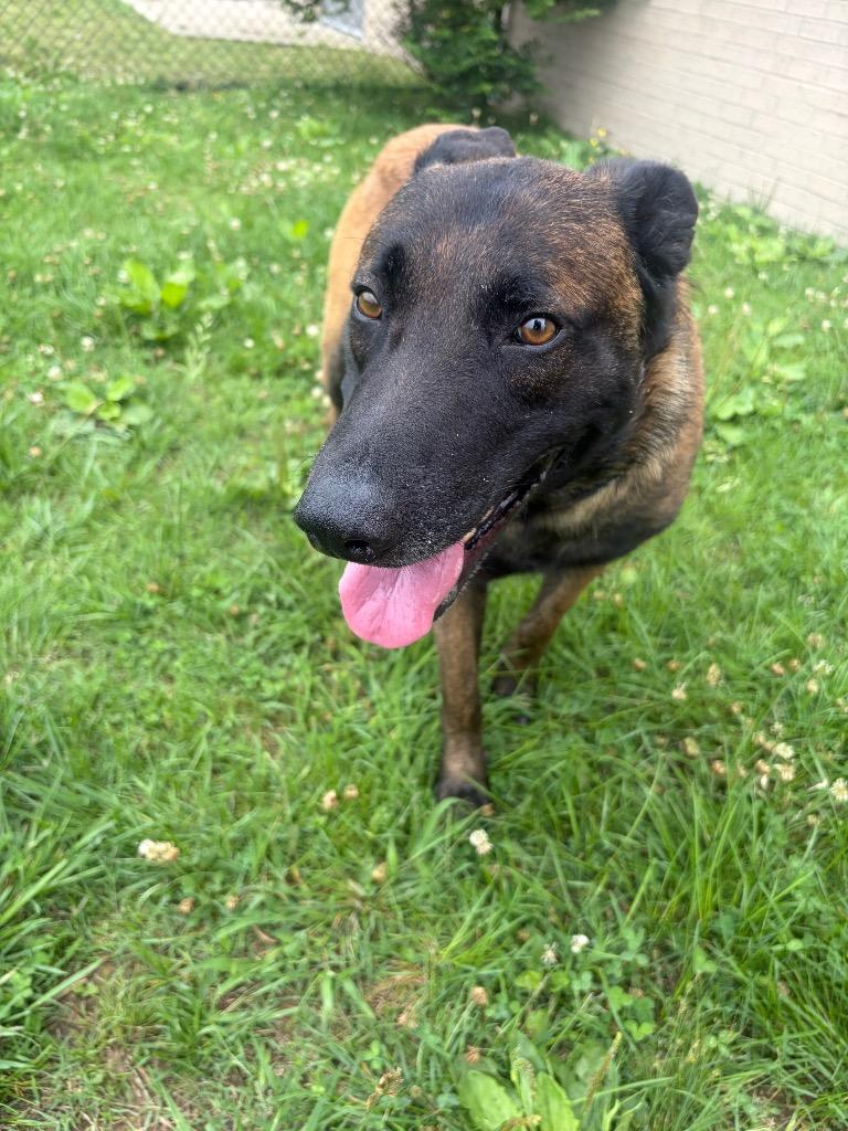 RYDER, Adoptable, Adult Male Mixed Breed.
