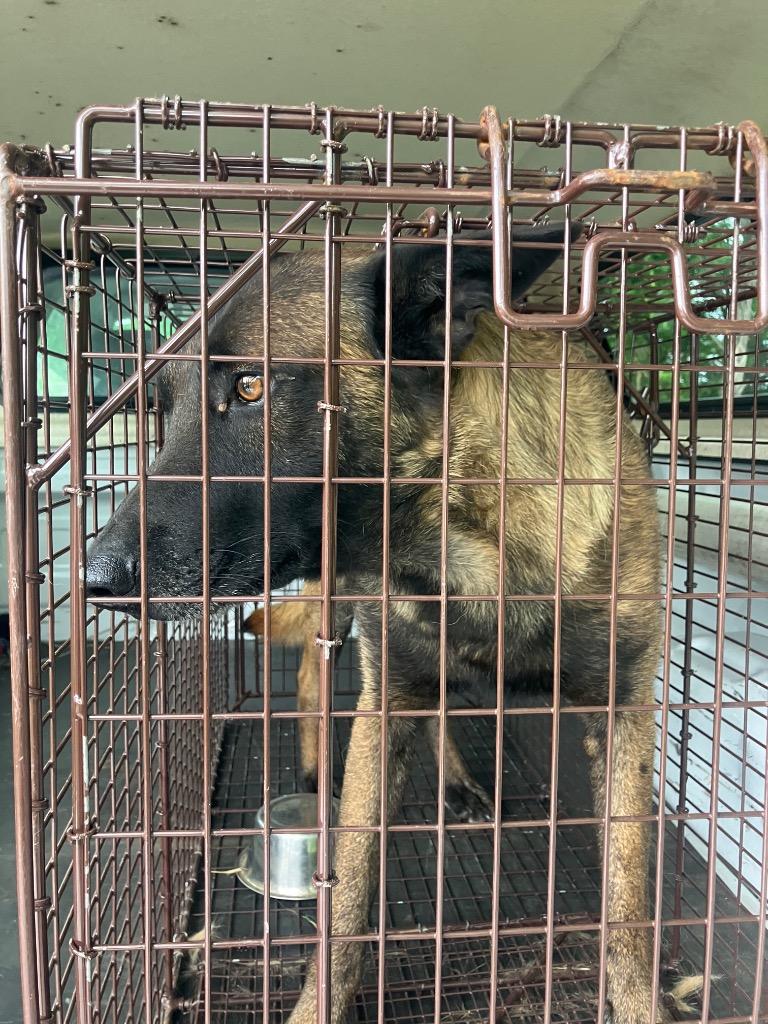 RYDER, a Adoptable mixed breed in Gallatin, TN image 2/3