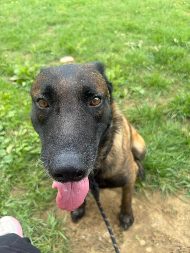 RYDER, a Adoptable mixed breed in Gallatin, TN image 3/3