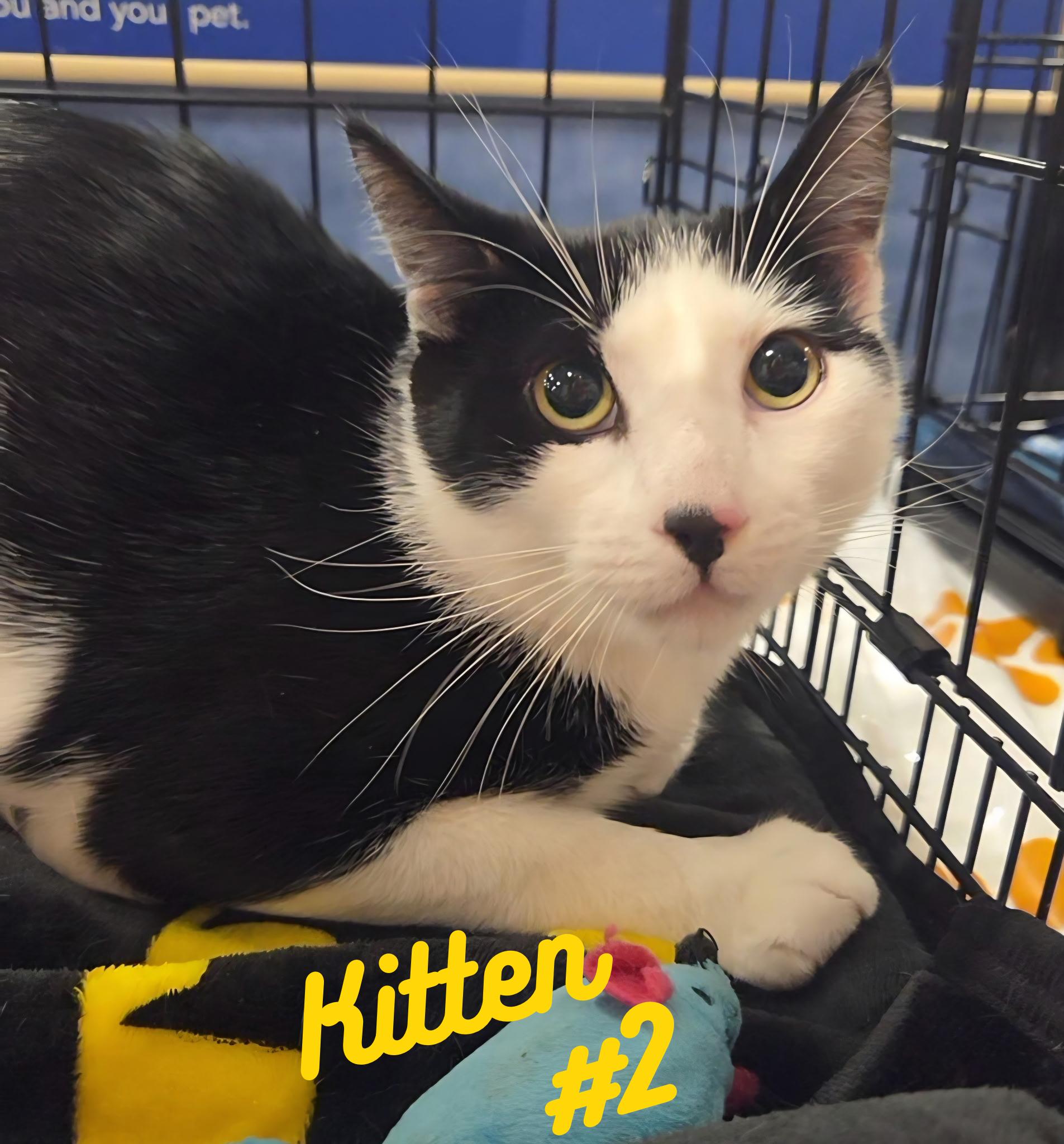 Kitten #2, Adoptable, Kitten Male Domestic Short Hair.