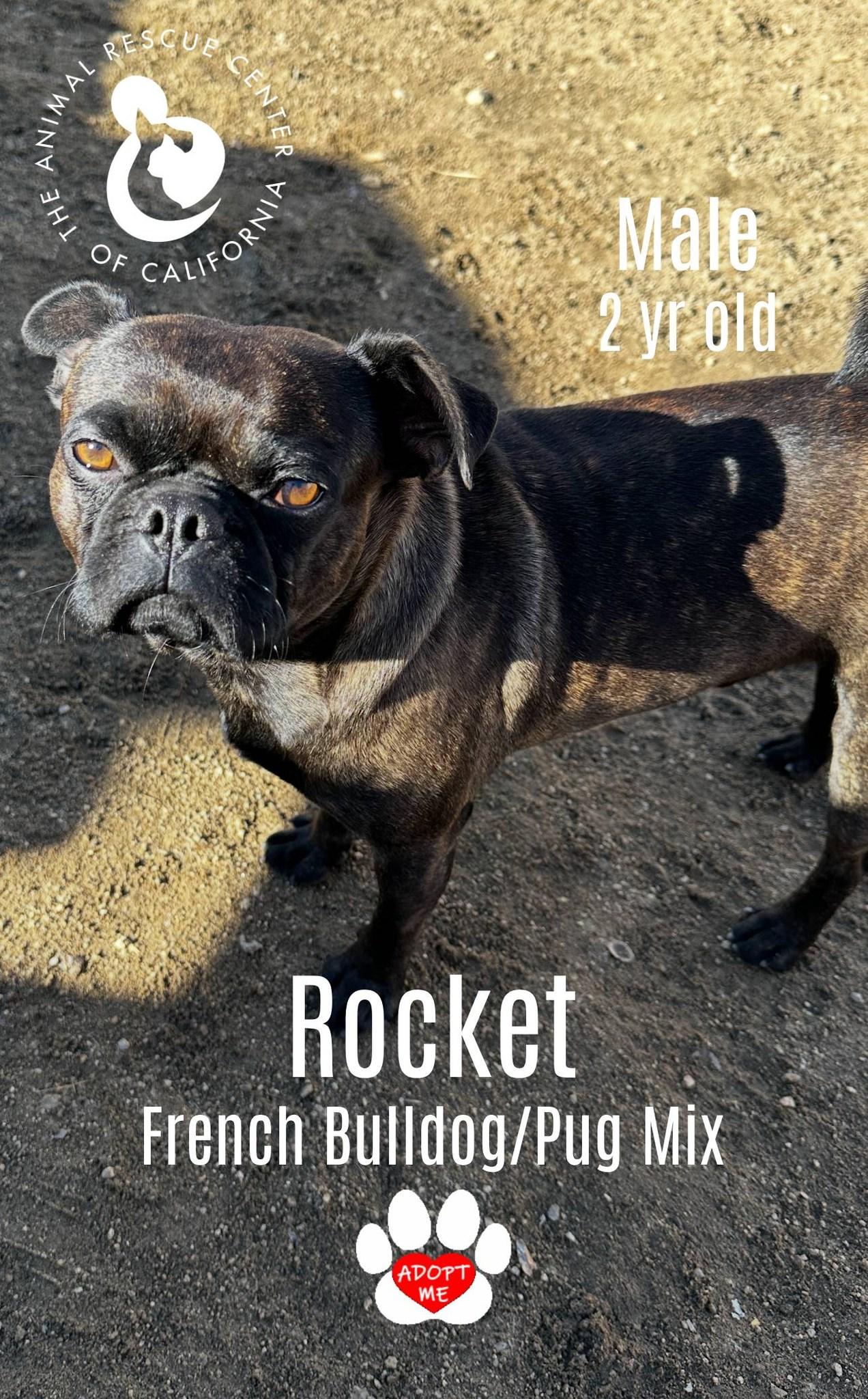 Rocket, ADOPTABLE, Adult Male Pug & French Bulldog.