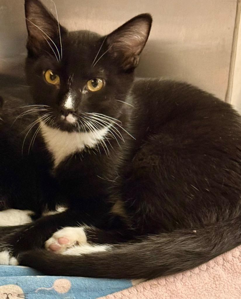 Drake, Adoptable, Kitten Male Domestic Short Hair.