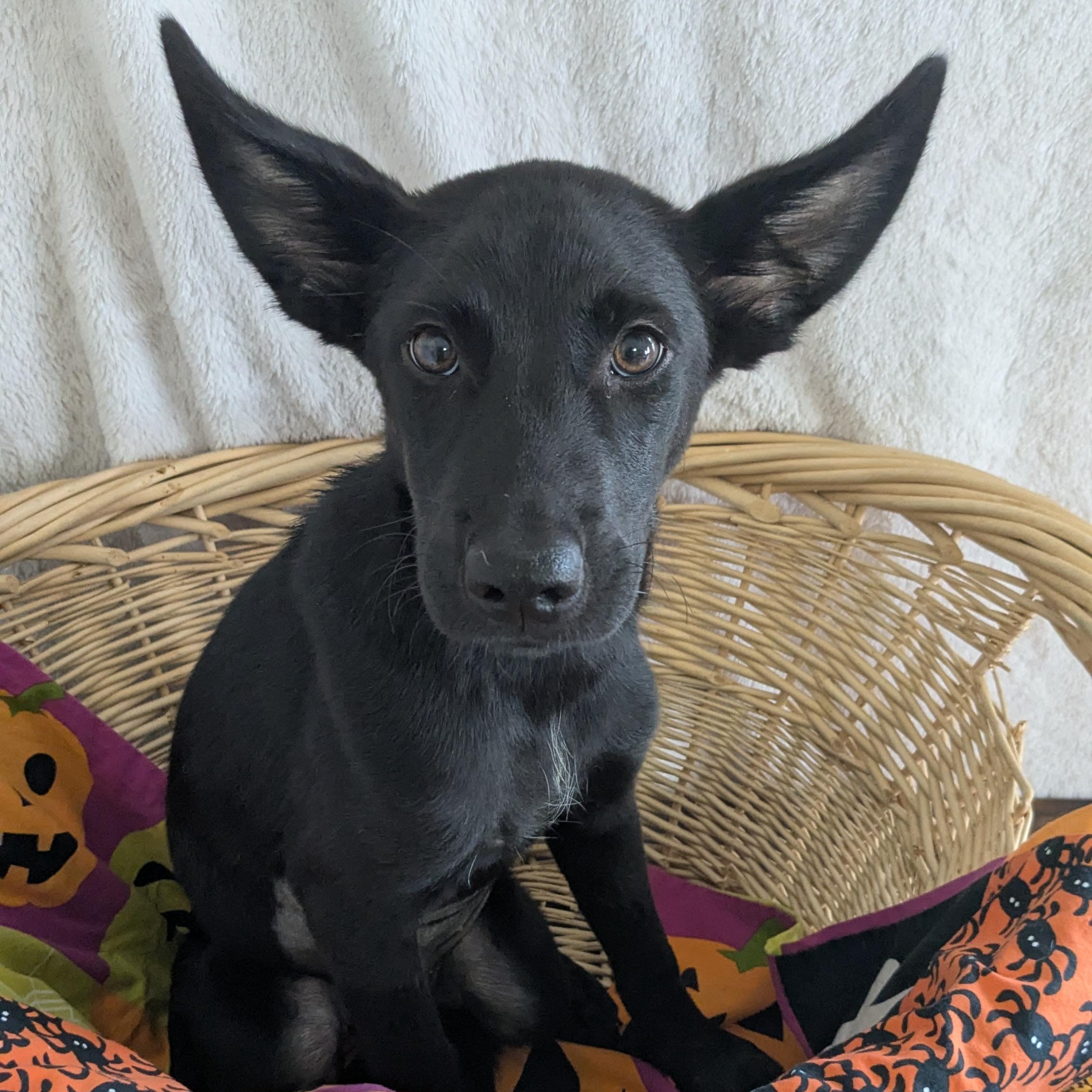 Greta, Adopted, Puppy Female German Shepherd Dog & Black Labrador Retriever.