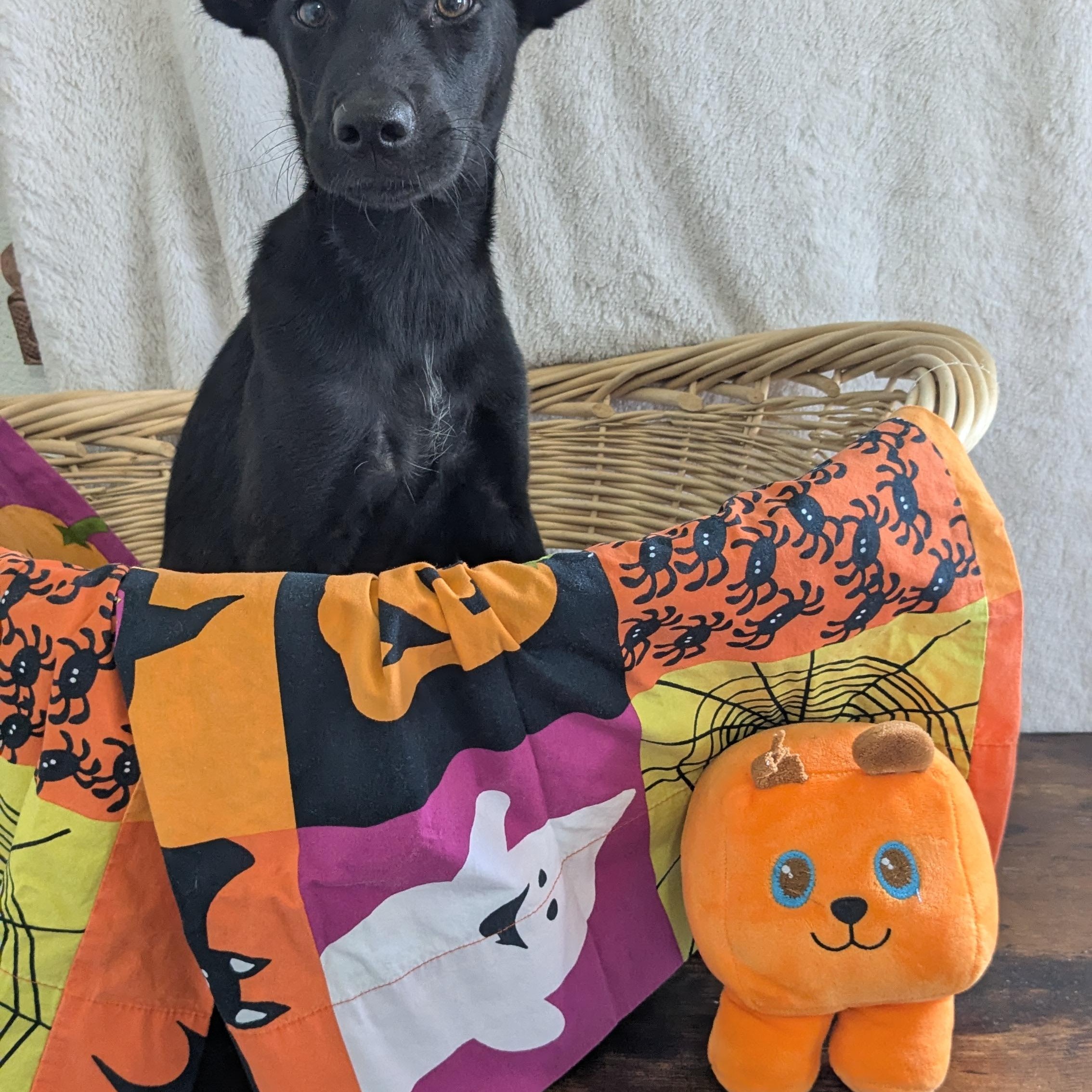 Enlarge Greta, a Adopted mixed breed in Pensacola, FL image 2/2