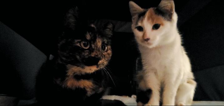 Enlarge Ohm (Bonded to Volt), a ADOPTABLE Domestic Short Hair in Long Island City, NY image 5/6