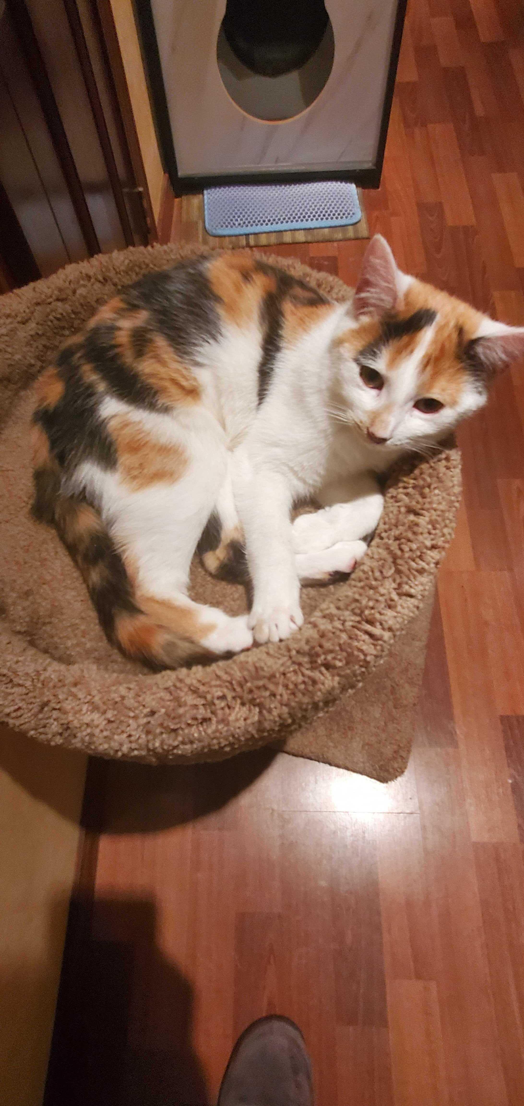 Enlarge Ohm (Bonded to Volt), a ADOPTABLE Domestic Short Hair in Long Island City, NY image 3/6