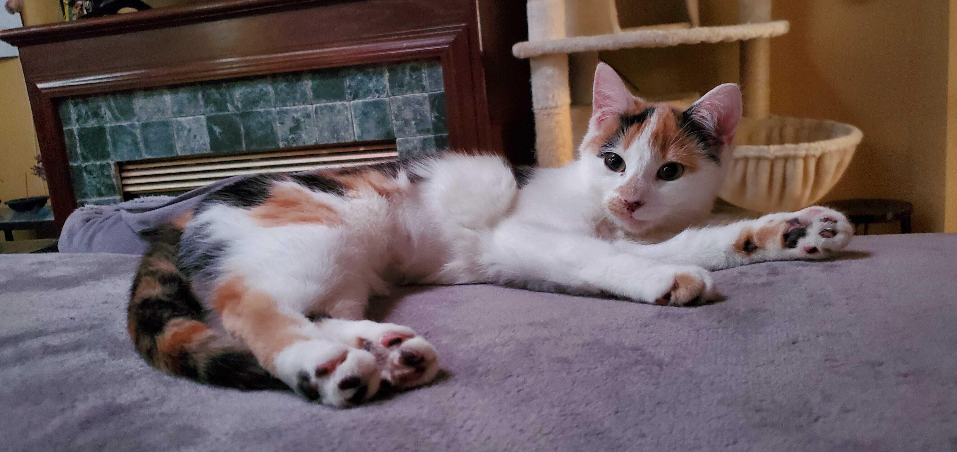 Enlarge Ohm (Bonded to Volt), a ADOPTABLE Domestic Short Hair in Long Island City, NY image 4/6