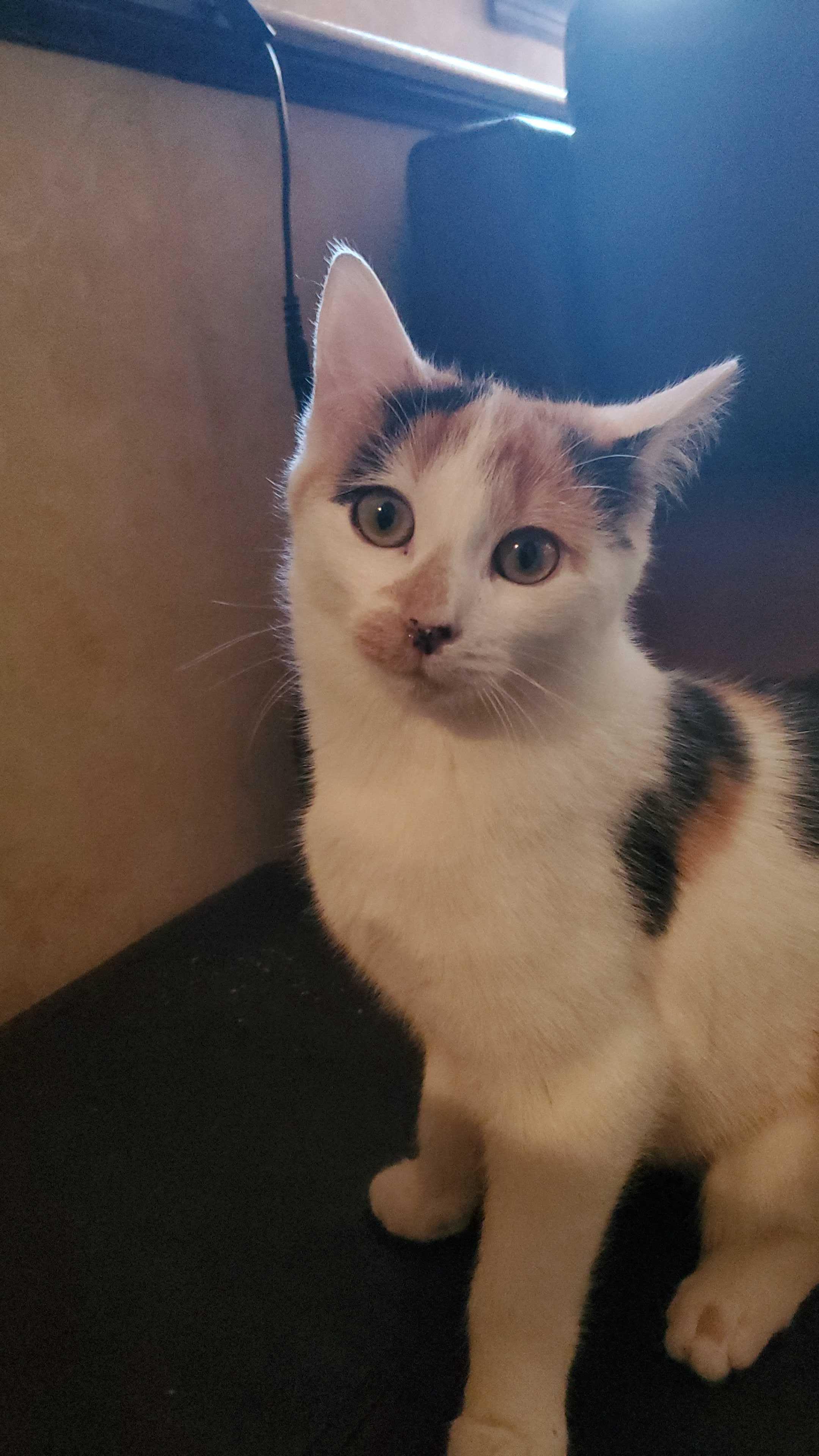 Enlarge Ohm (Bonded to Volt), a ADOPTABLE Domestic Short Hair in Long Island City, NY image 1/6