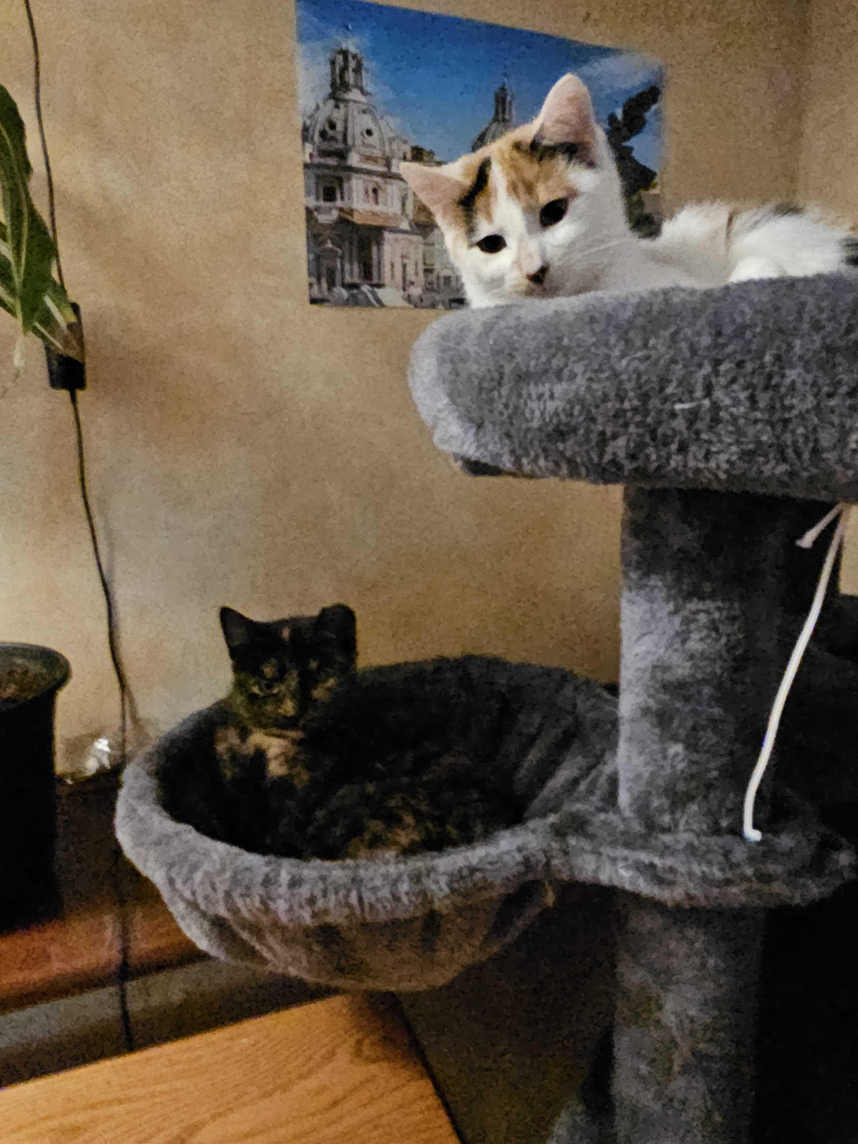 Enlarge Ohm (Bonded to Volt), a ADOPTABLE Domestic Short Hair in Long Island City, NY image 6/6